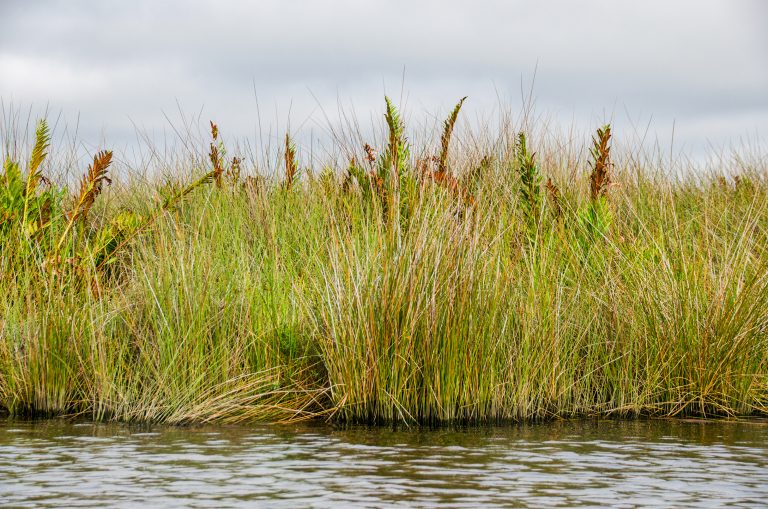 Needle Rush – Juncus roemerianus | Florida Paddle Notes