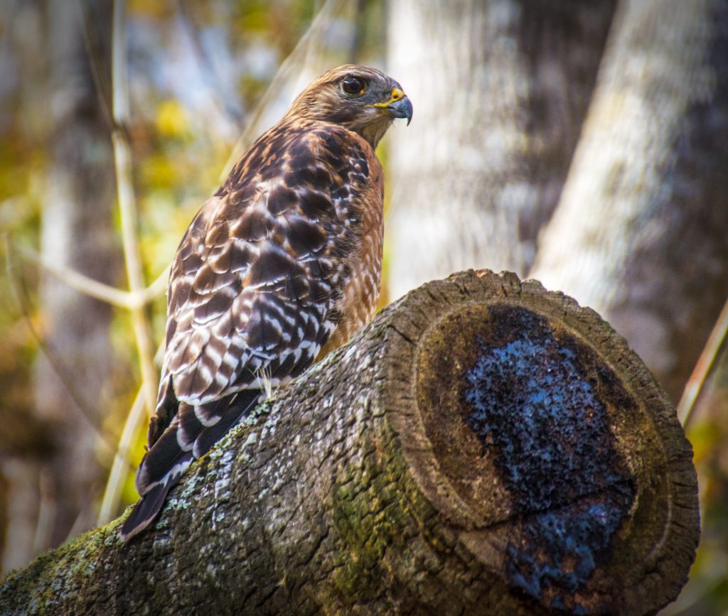 Red Shouldered Hawk - Buteo lineatus