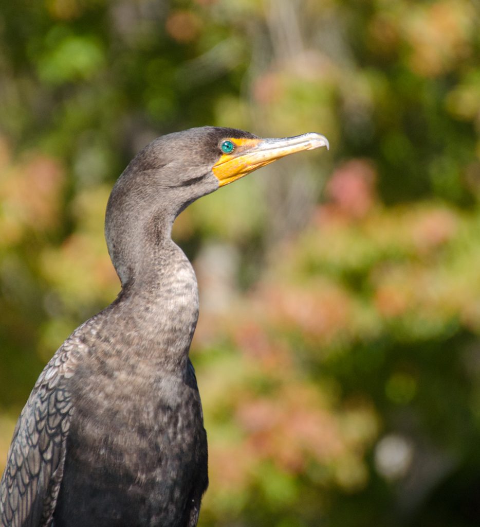 Salt Springs - Cormorant