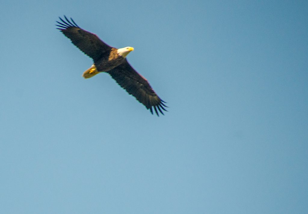 Salt Springs Eagle