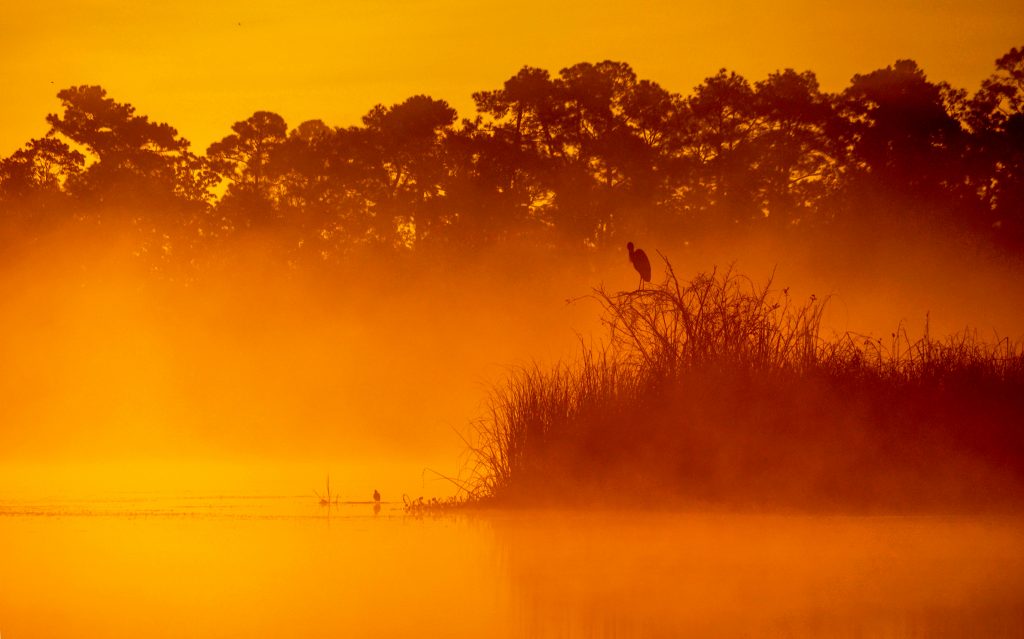 Sunrise Mist on Salt Springs Run