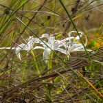 Swamp Lily - Crinum americanum