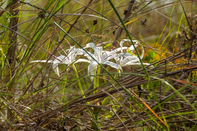 Swamp Lily – Crinum Americanum 