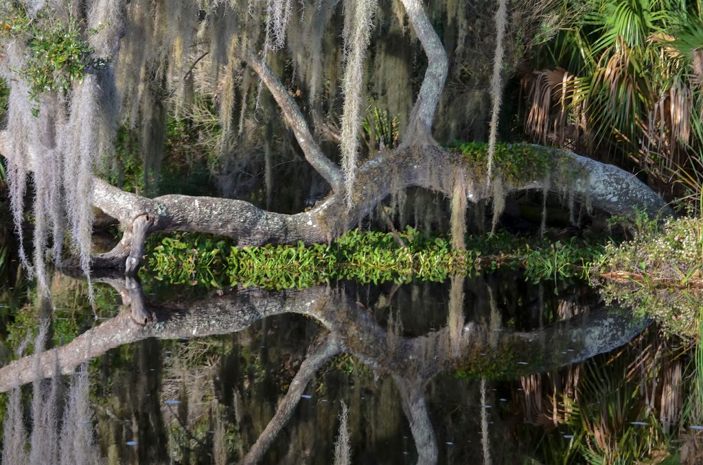 Oak reflects over Slat Creek Run