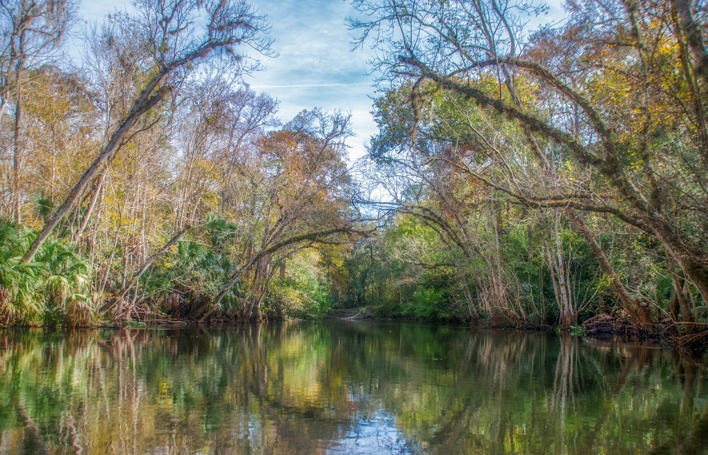 Trees along the Ocklawaha