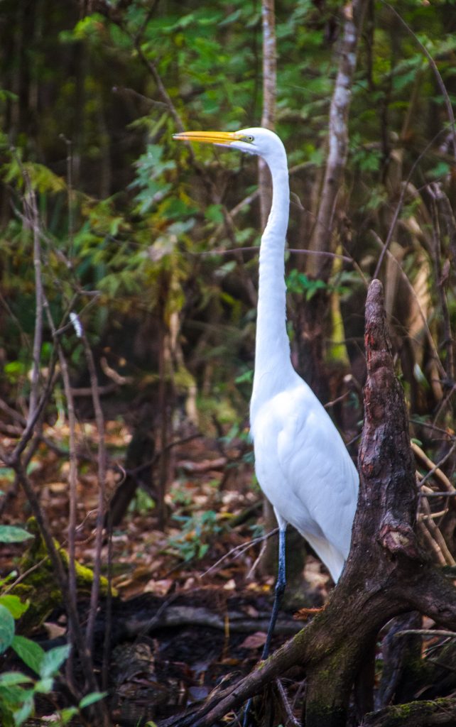 White Egret - Ardea alba