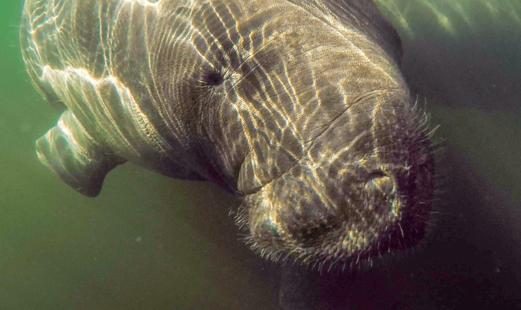 Wilbur the Manatee