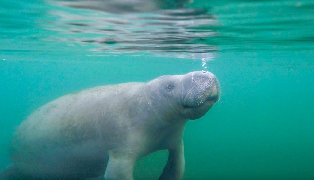 Young Manatee-Salt Springs