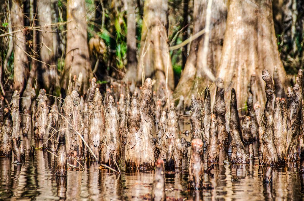 Young Cypress Knee on Prairie Creek