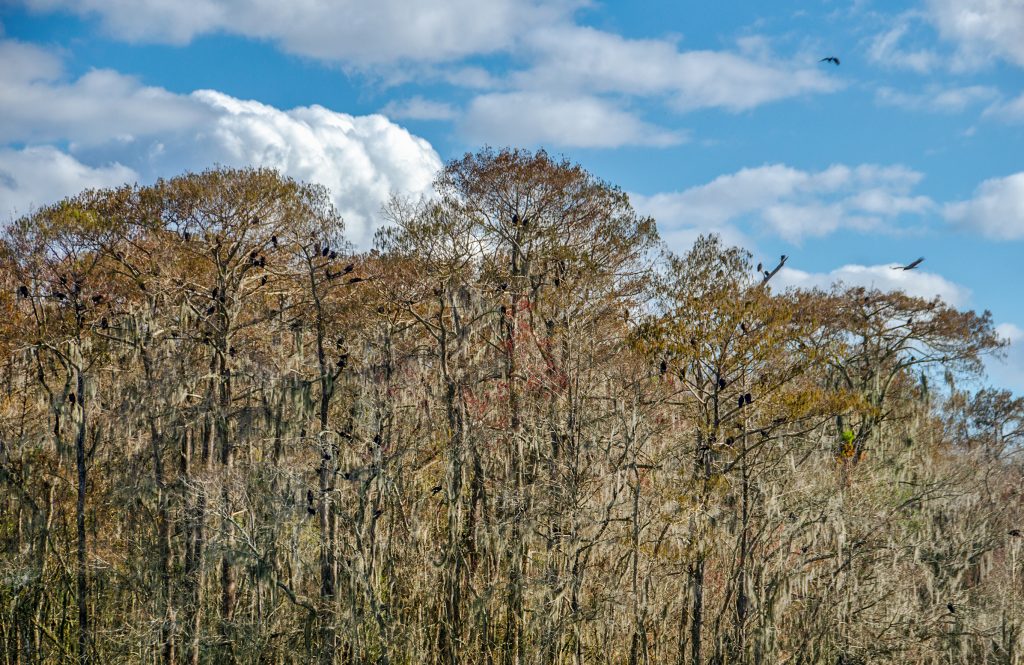 Buzzard Roost