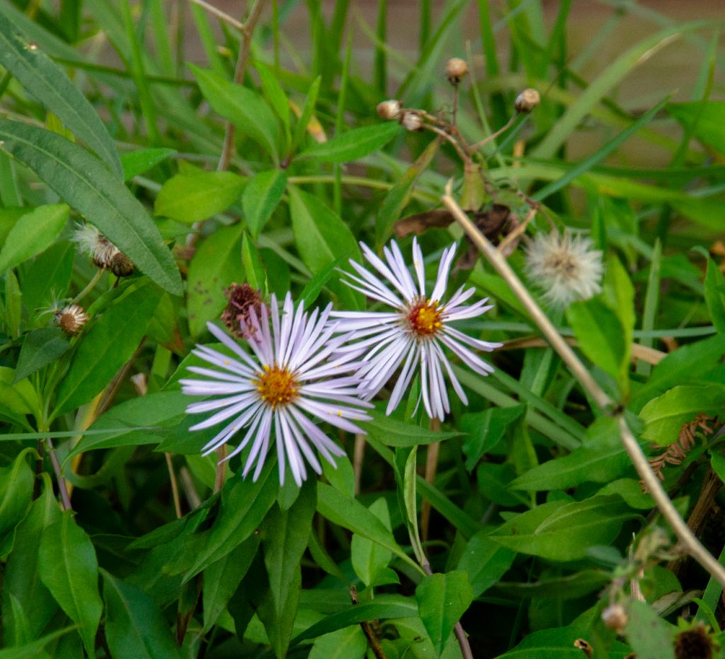 Climbing Aster - Ampelaster carolinianus