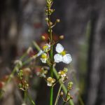 Duck Potato - Sagittaria lancifolia