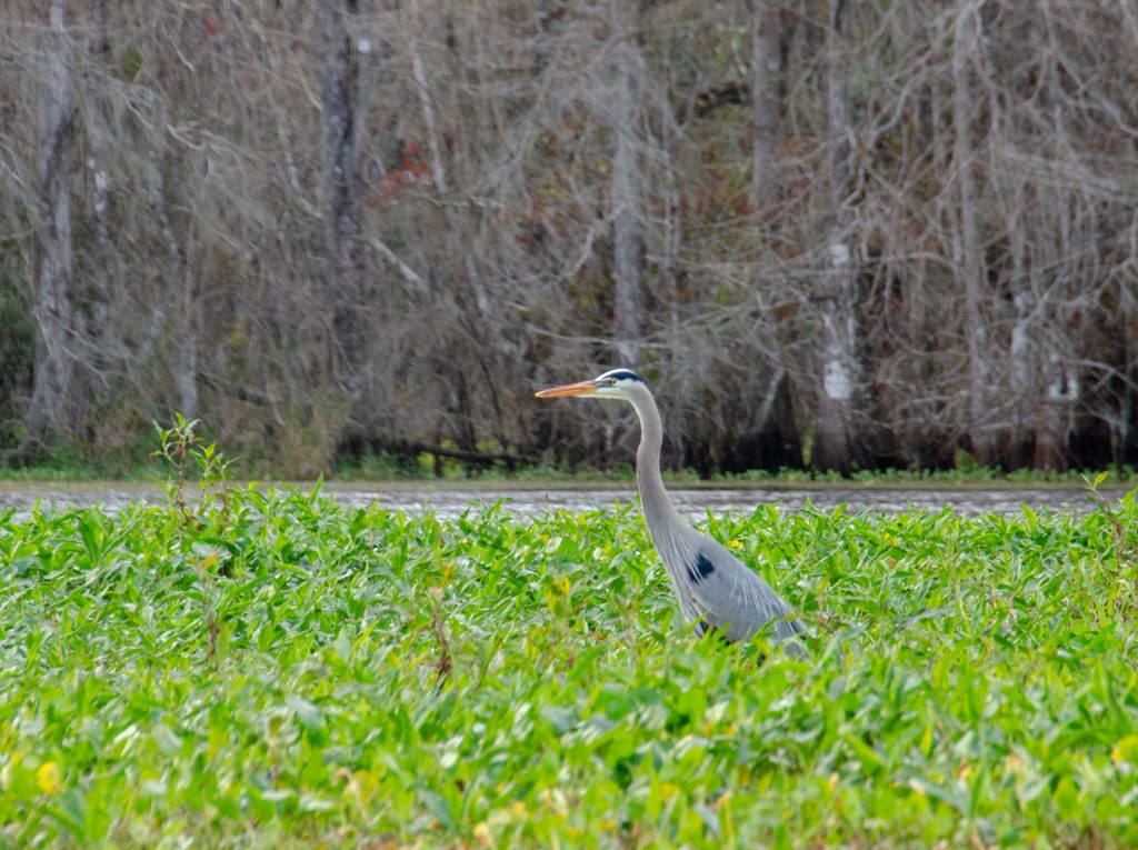 Heron on Tussock