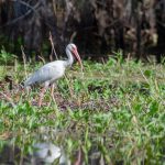 Ibis