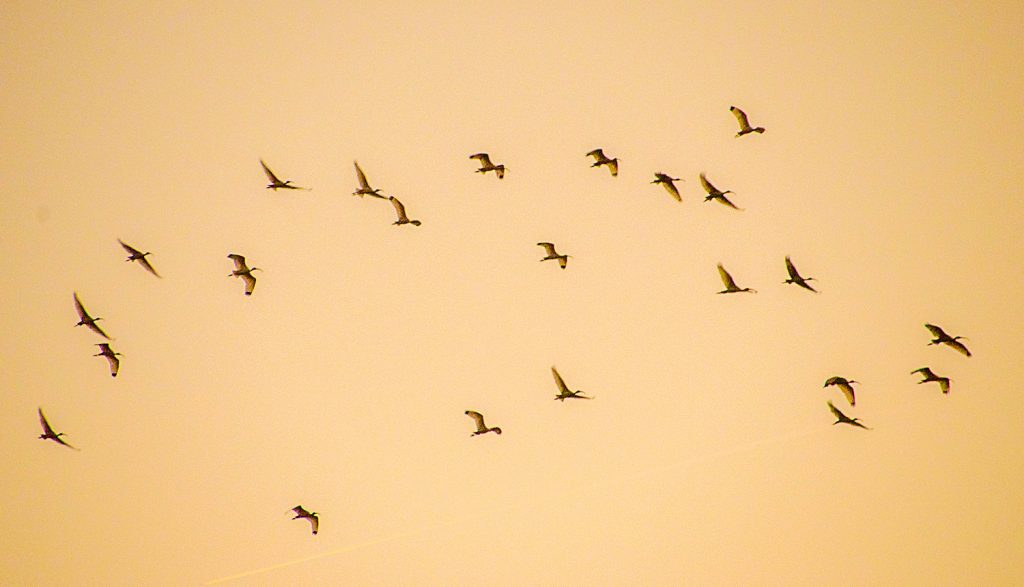 Ibis Heading to Roost