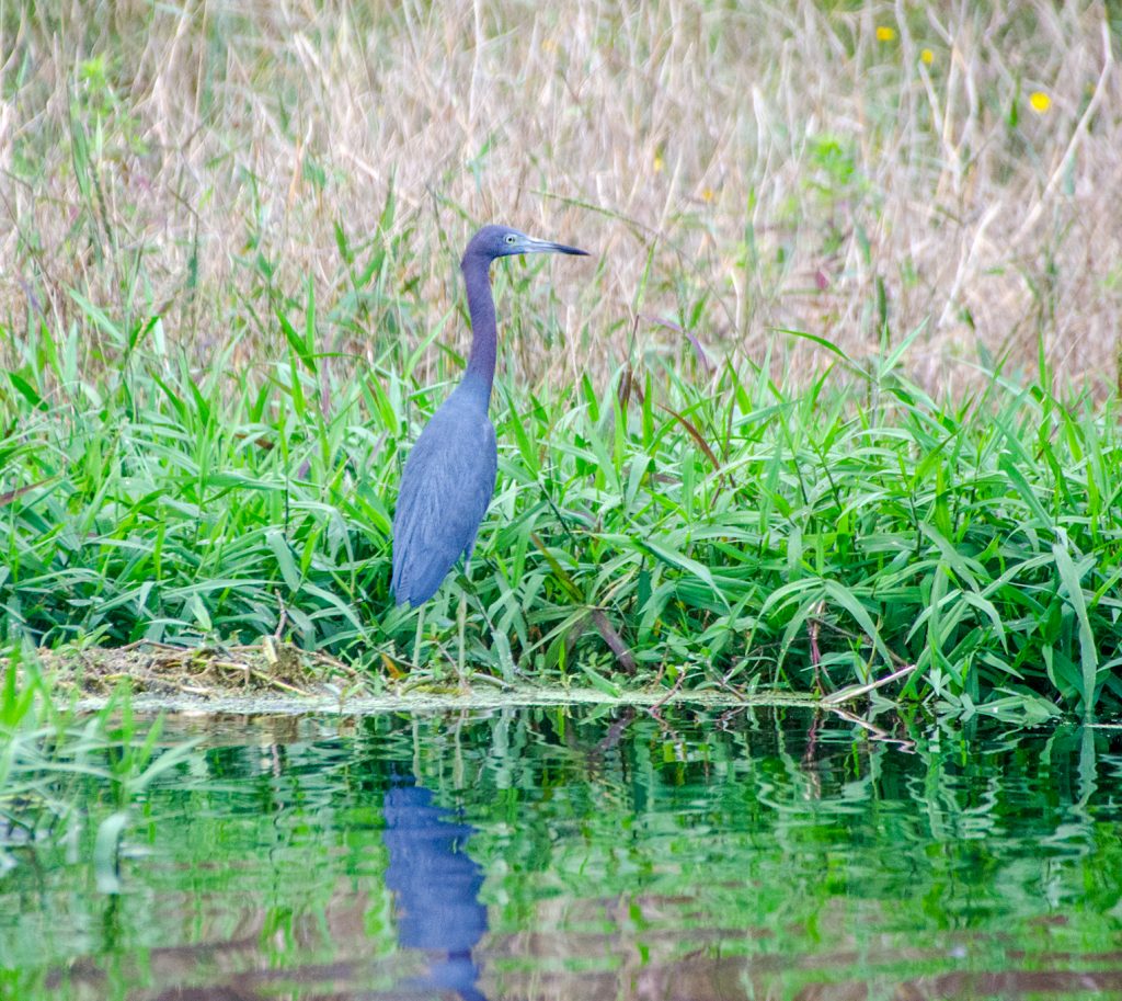 Little Blue Heron - Egretta caerulea