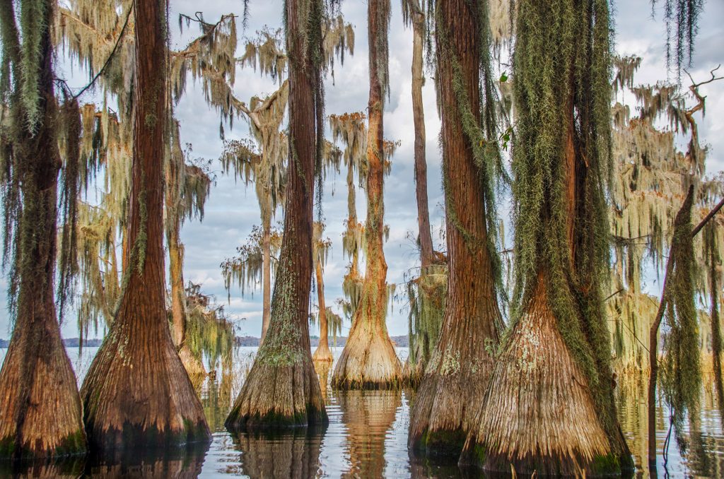 The Cypress of Lake Santa Fe