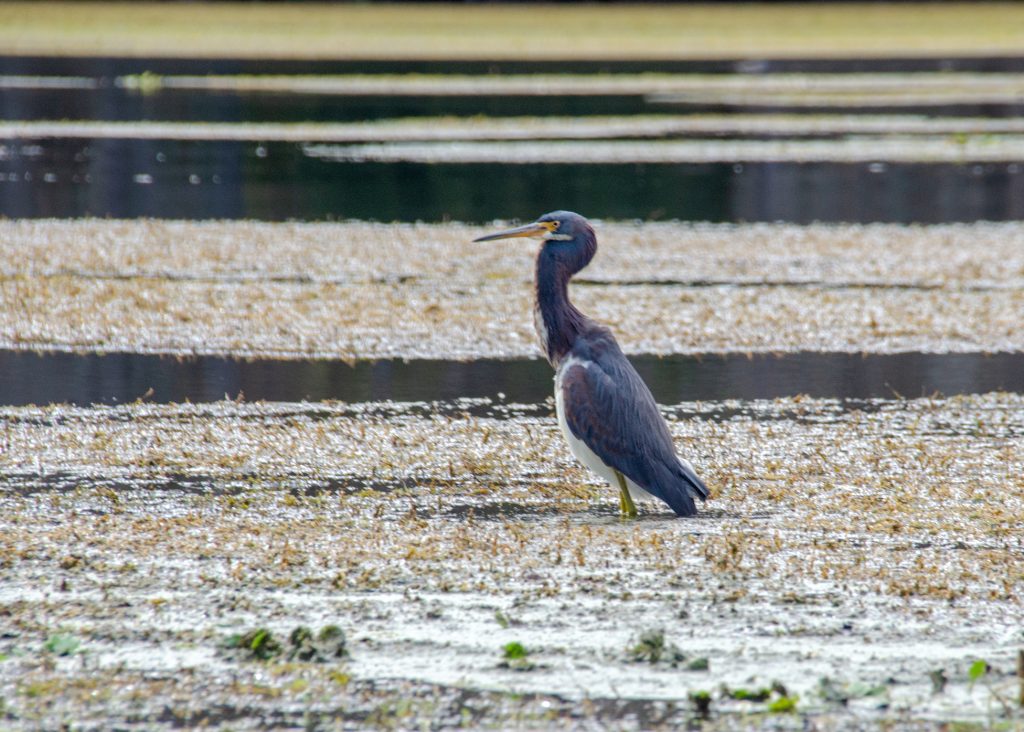 Tri-Colored Heron - Egretta Tricolor