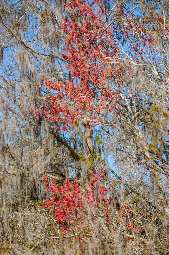 Winged Sumaras - Red Maple