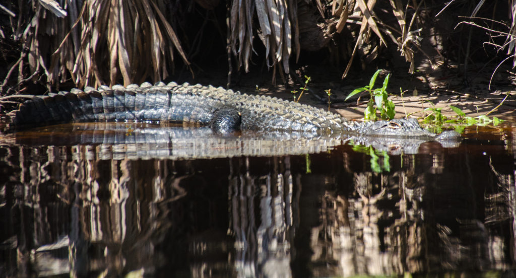 Gator entering the water