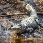 Alligator on Otter Creek