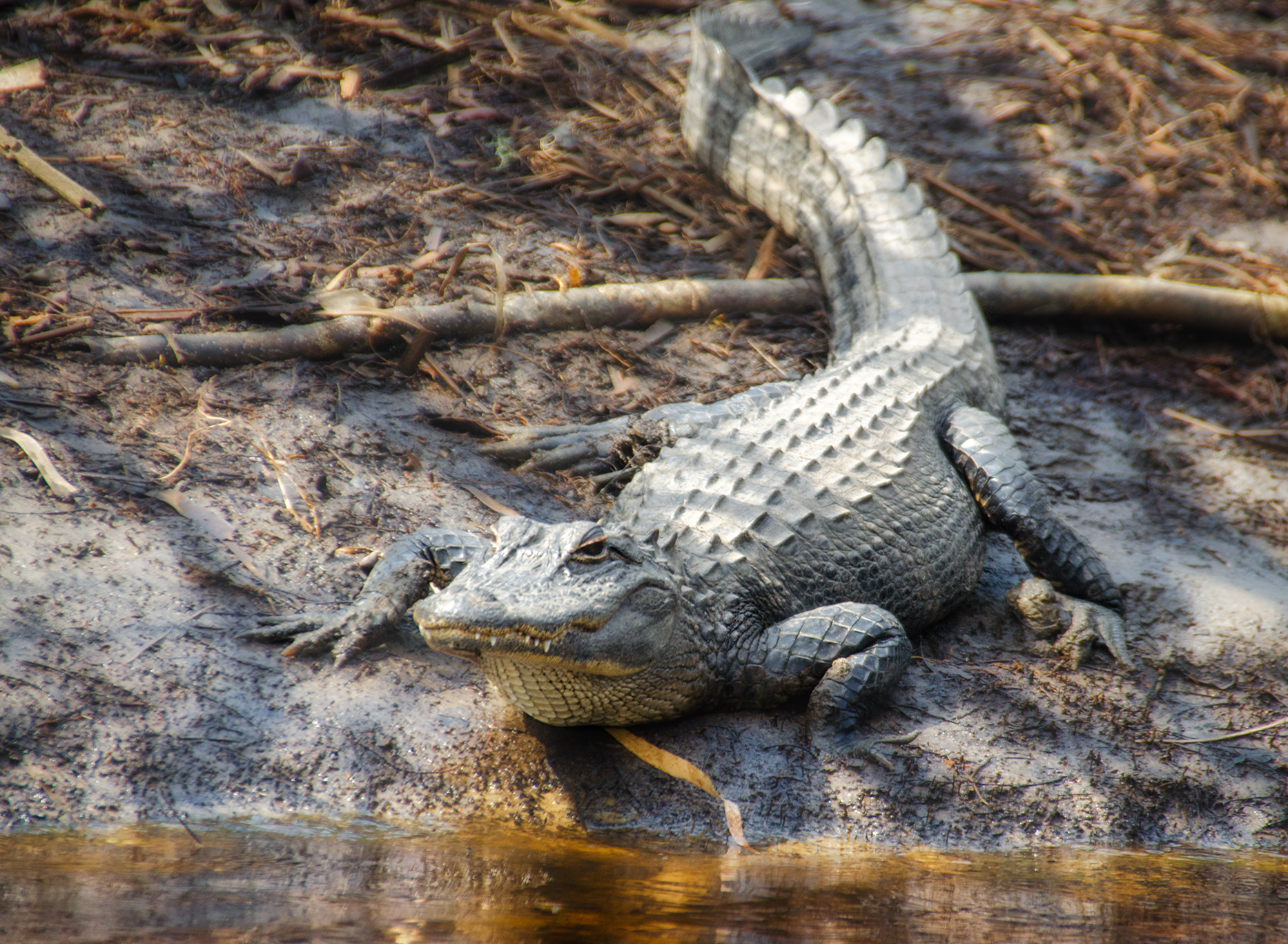 Alligator Mating Porn - Alligator Mating Season â€“ Florida Paddle Notes