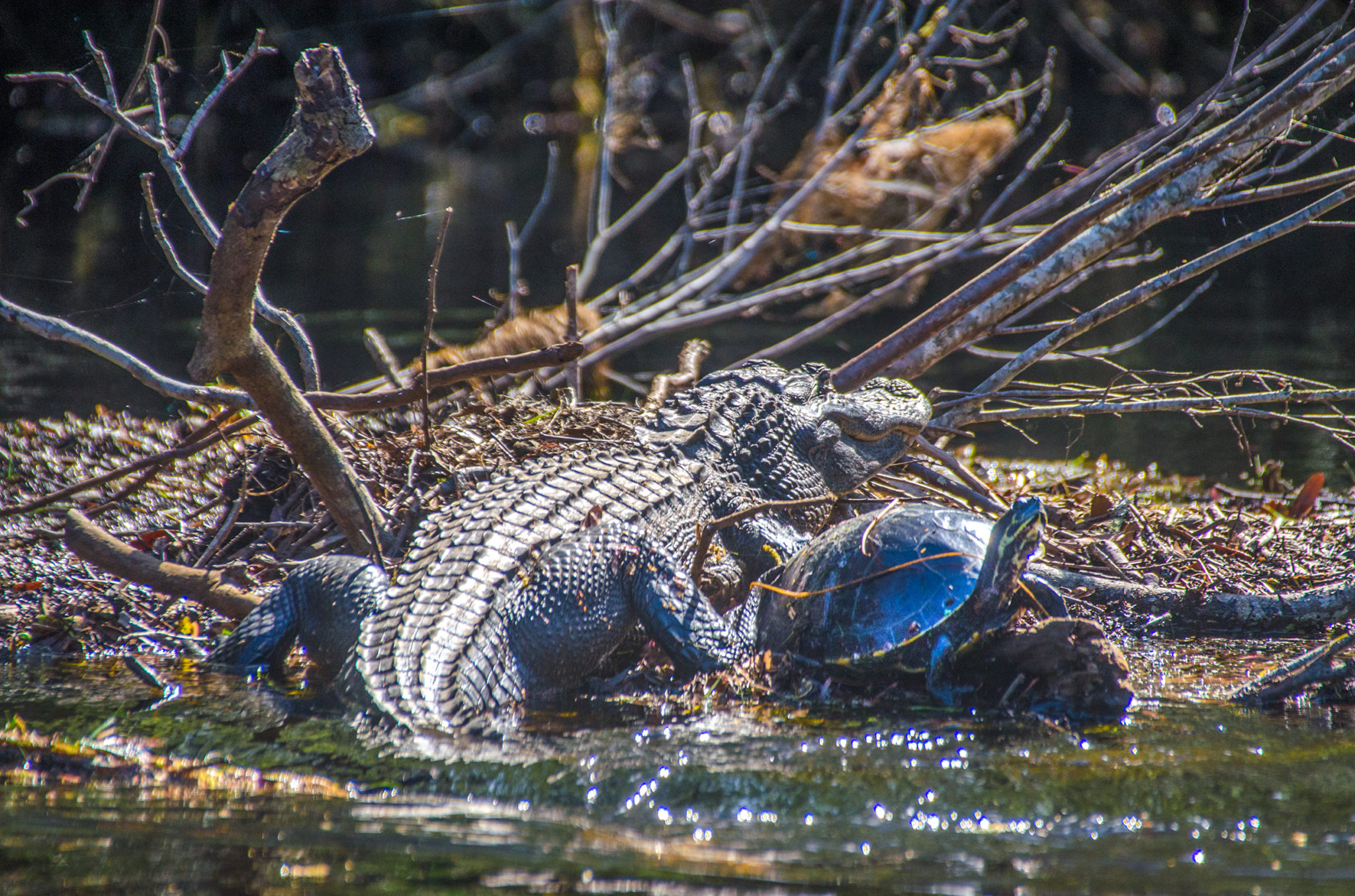 Alligator Mating Season â€“ Florida Paddle Notes