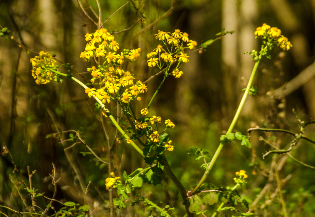 Golden ragwort - Packera aurea