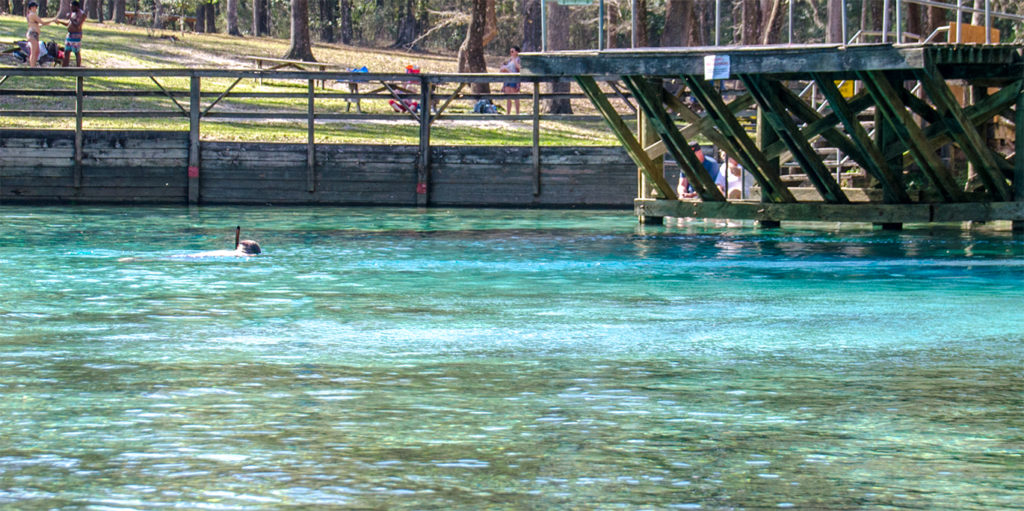 Snorkeling Blue Spring