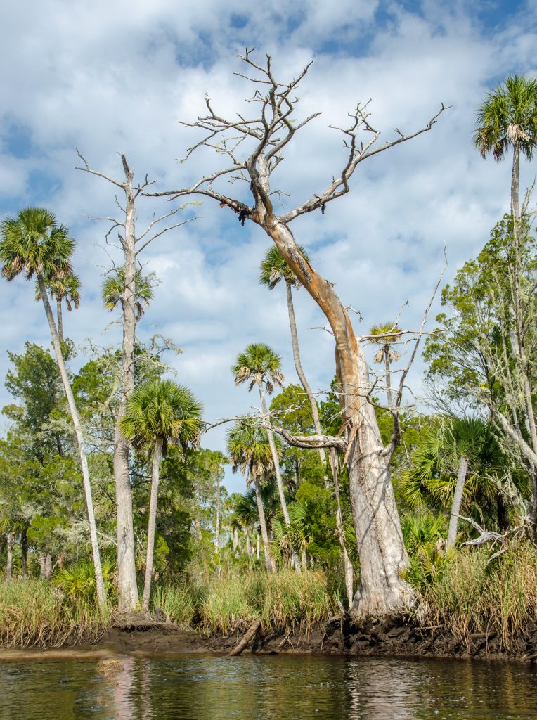 Old Dead Cypress