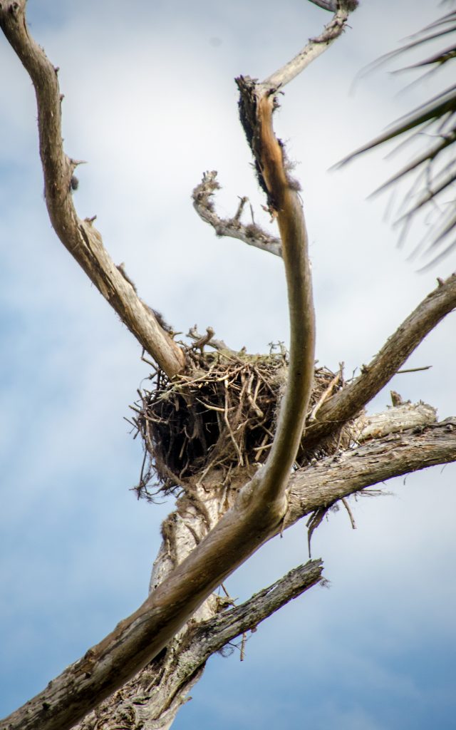 Osprey Nest