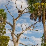 Osprey Nest in Cypress