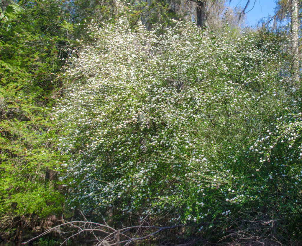 Walter's Viburnum - Viburnum obovatum