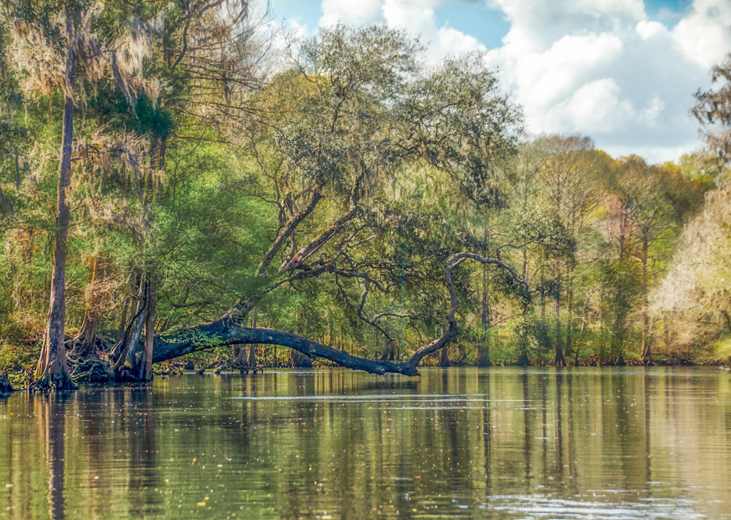 Poe Springs Tree