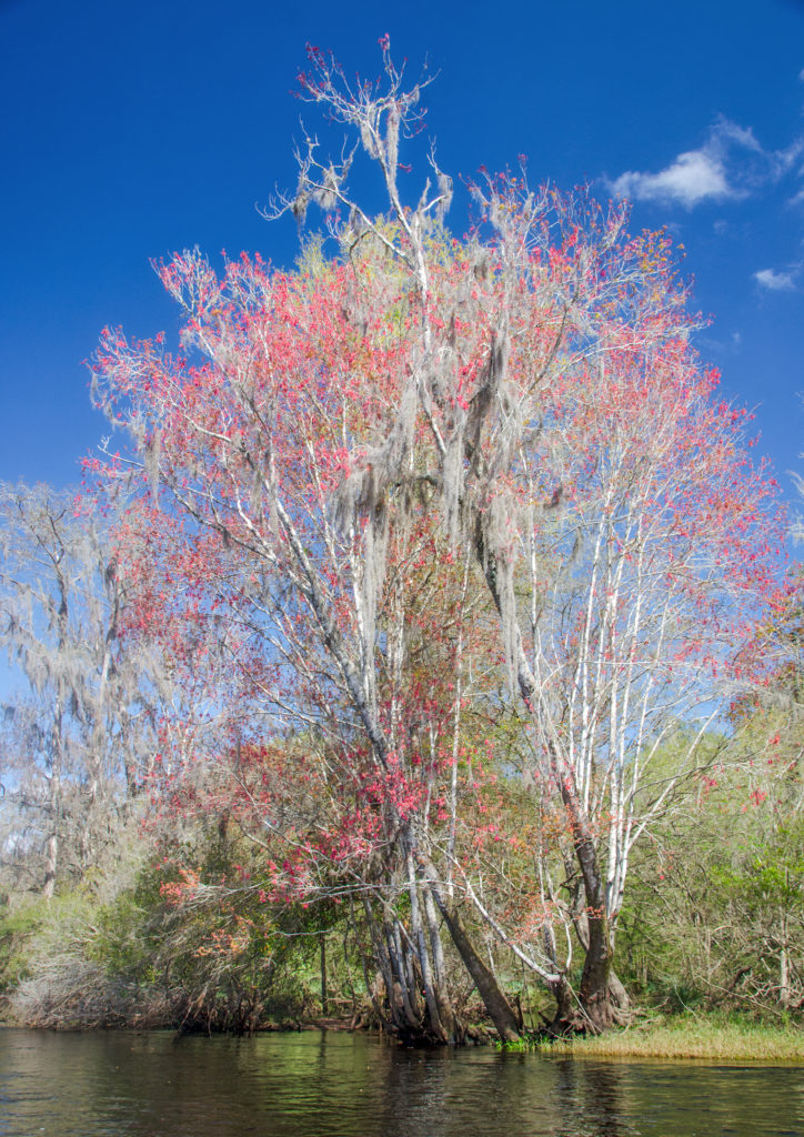 Red Maple with Samaras