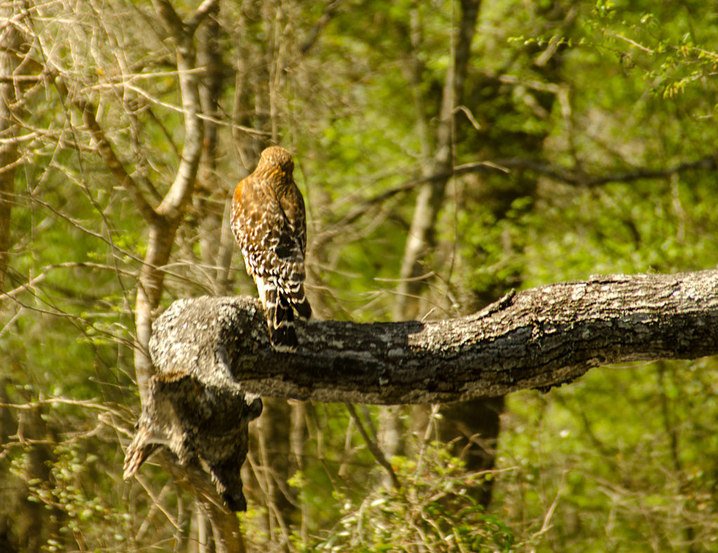 Red Shouldered Hawk