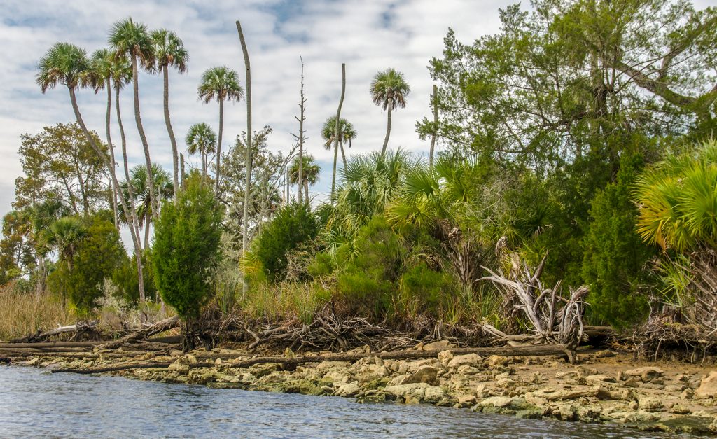 Rocky Waccasassa Shoreline