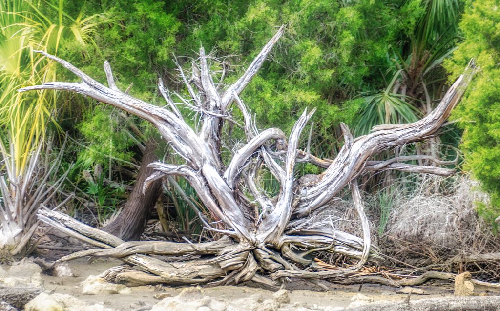 Weathered Tree Roots