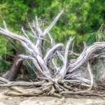 Weathered Tree Roots