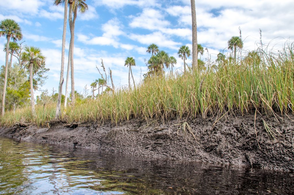 Sawgrass Low Tide