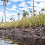 Sawgrass Low Tide