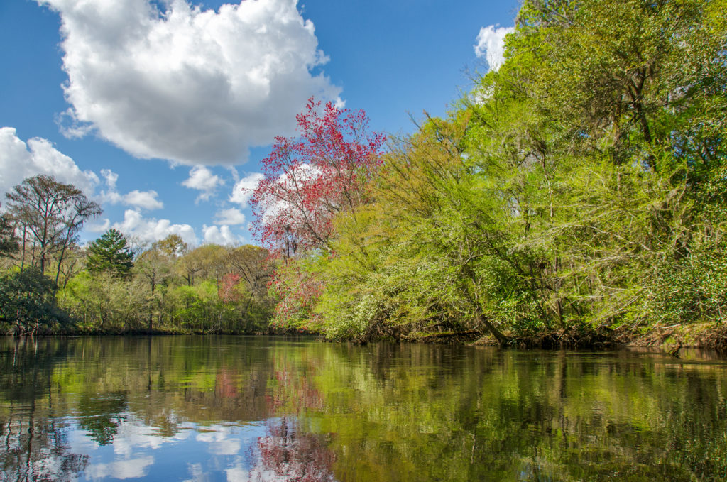 Spring on the Santa Fe River