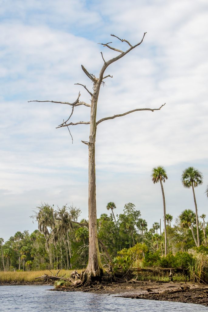 Tall Bald Cypress