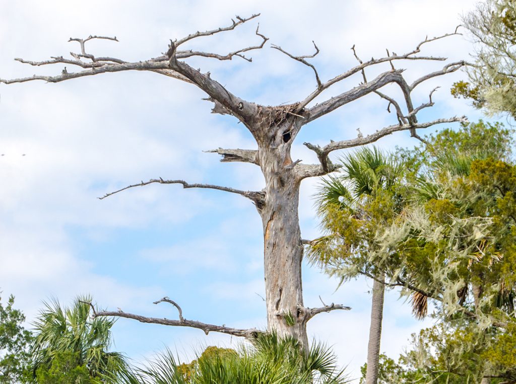 Topped Cypress with Nest