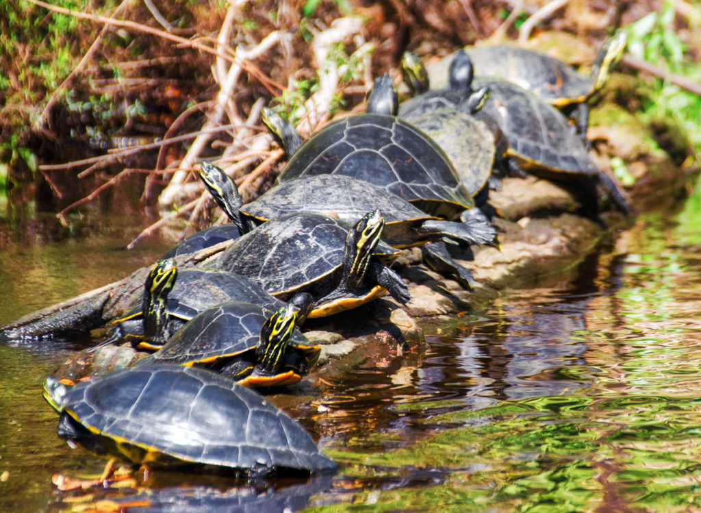 Turtles enjoying the warm afternoon