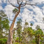 Weathered Cypress