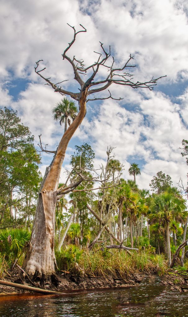 Weathered Cypress