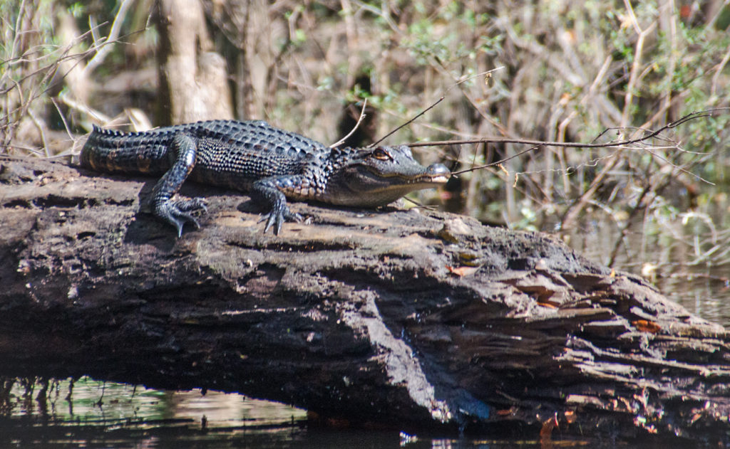 Young Gator