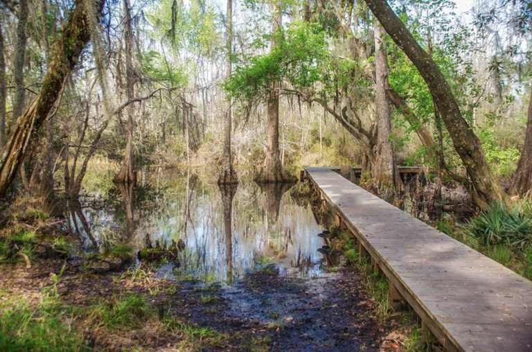 Okefenokee Swamp - Billy's Island | Florida Paddle Notes