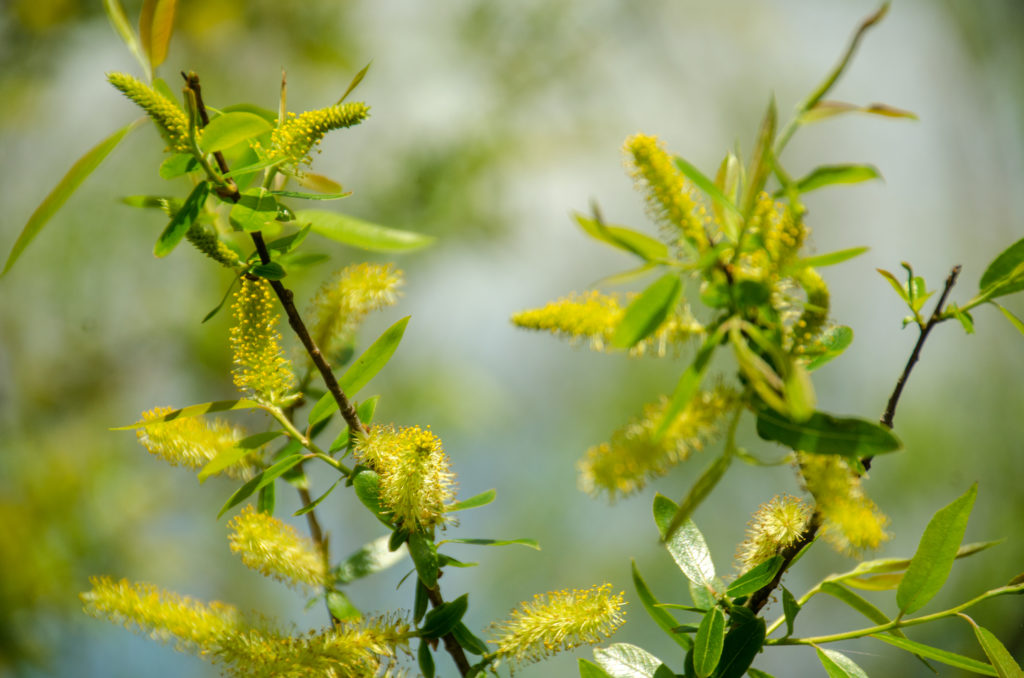 Coastal Plain Willow - Salix caroliniana